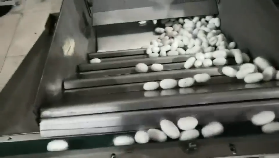 科亞自動化剝蠶蛹機，每分鐘剝90個